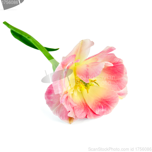 Image of Tulip pink and yellow