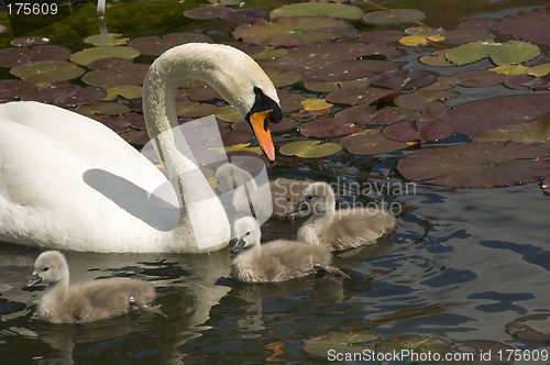 Image of Swan stroll 03