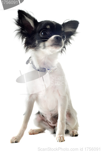 Image of puppy chihuahua