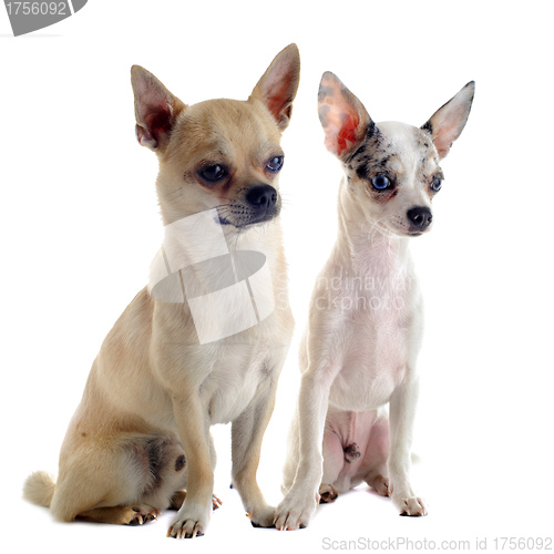 Image of chihuahuas