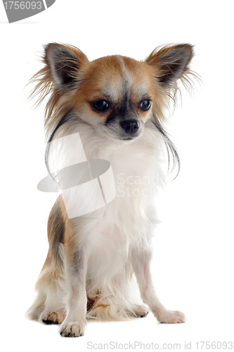Image of chihuahua