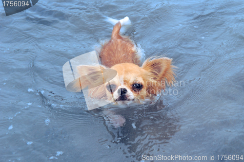 Image of swimming chihuahua