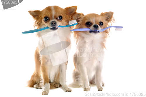 Image of chihuahuas and toothbrush 