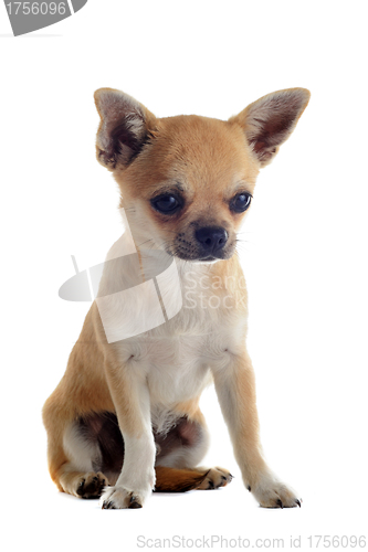 Image of puppy chihuahua