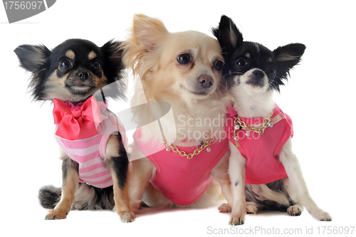 Image of dressed chihuahua