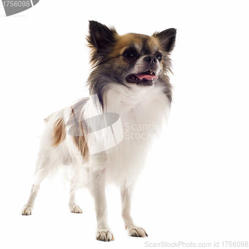 Image of chihuahua