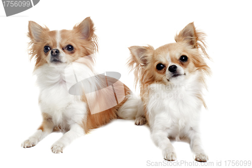Image of two chihuahuas