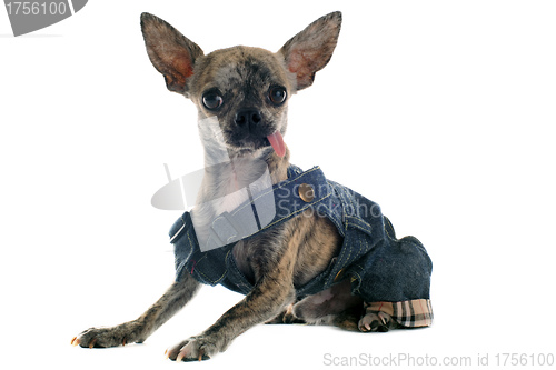 Image of dressed chihuahua