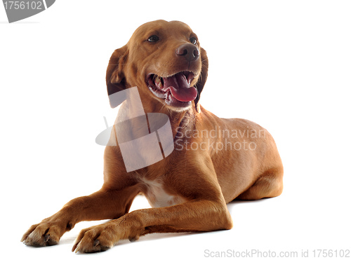 Image of vizsla