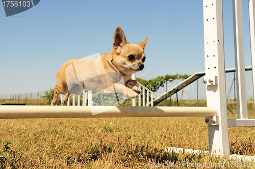 Image of jumping chihuahua