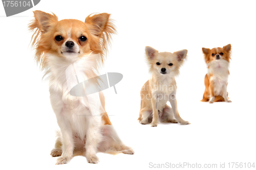 Image of chihuahuas