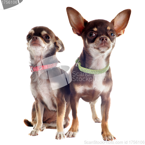 Image of chihuahuas