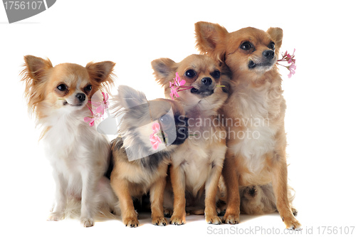 Image of four chihuahuas and flowers