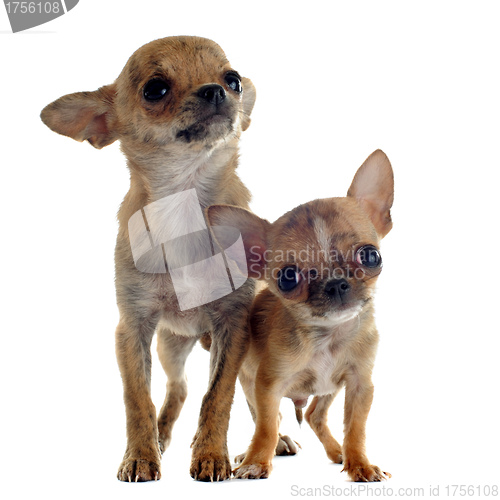 Image of puppies chihuahuas