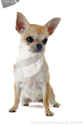Image of puppy chihuahua