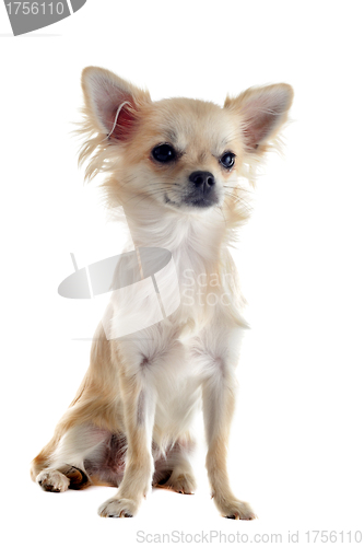 Image of puppy chihuahua