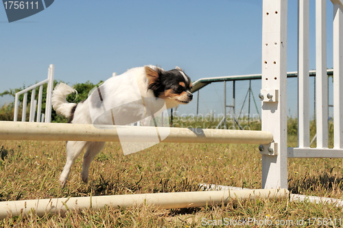 Image of jumping chihuahua