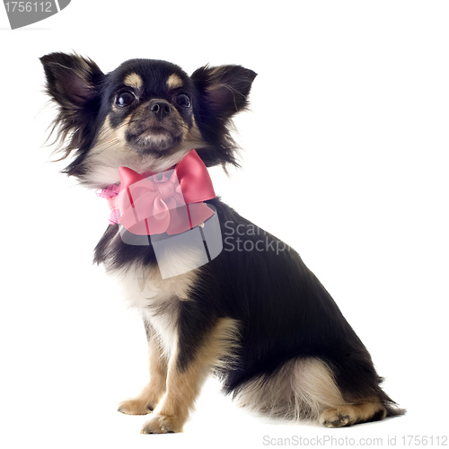 Image of puppy chihuahua