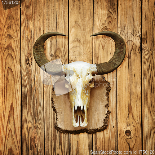 Image of Buffalo skull on wooden wall