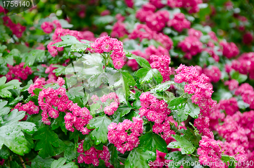 Image of hawthorn flowers