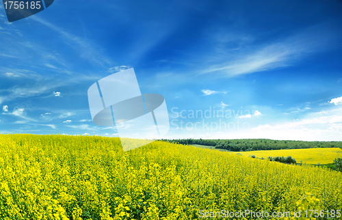 Image of rapeseed