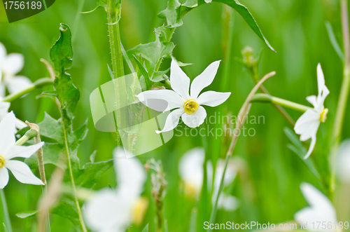 Image of daffodil flowers stand in  the meadow