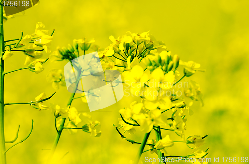 Image of rapeseed