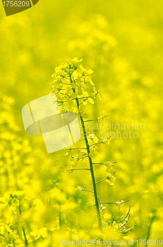 Image of rapeseed