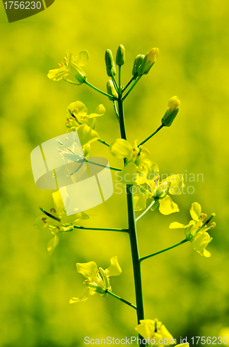 Image of rapeseed