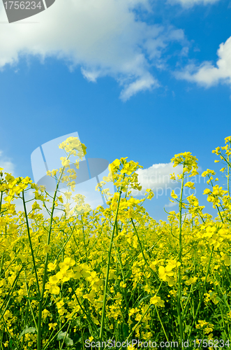 Image of rapeseed