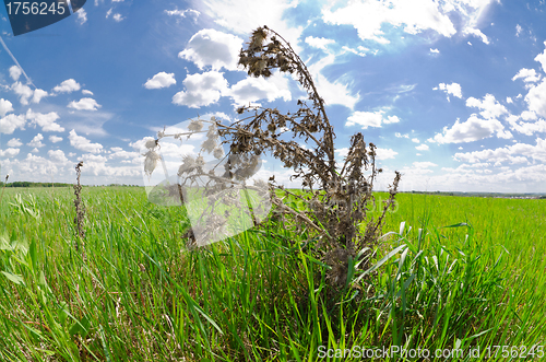 Image of steppe