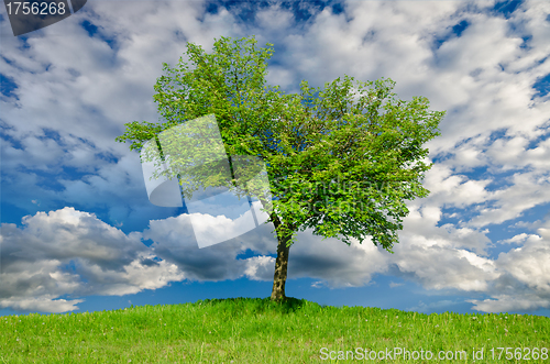 Image of Lonely tree in the spring