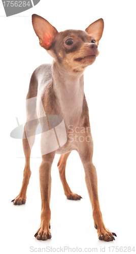 Image of The Italian Greyhound in the game