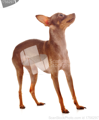 Image of The Italian Greyhound in the game