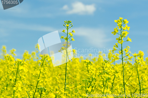 Image of rapeseed