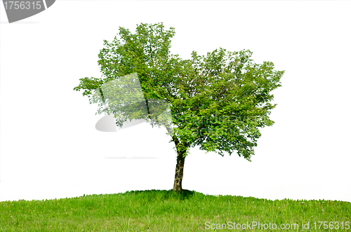 Image of Lonely tree in the spring