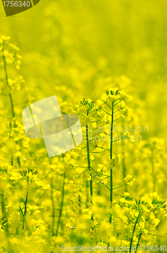 Image of rapeseed