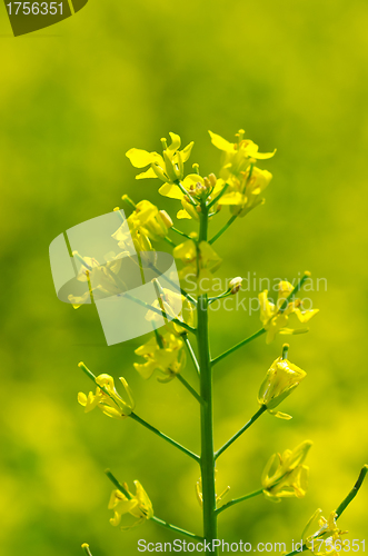 Image of rapeseed