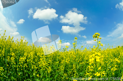 Image of rapeseed