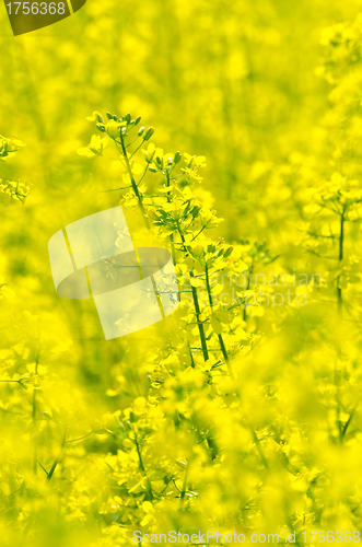 Image of rapeseed