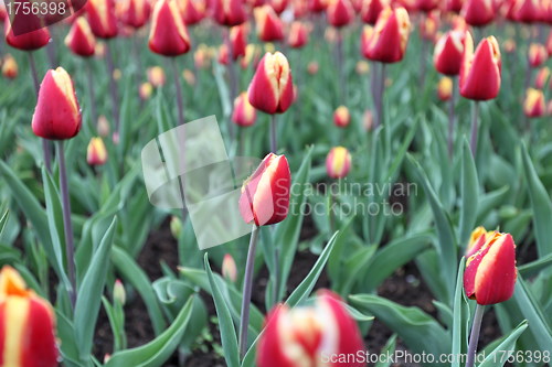 Image of flower tulips