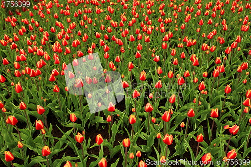 Image of Colorful tulips 