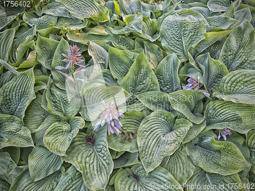 Image of Blooming Hosta