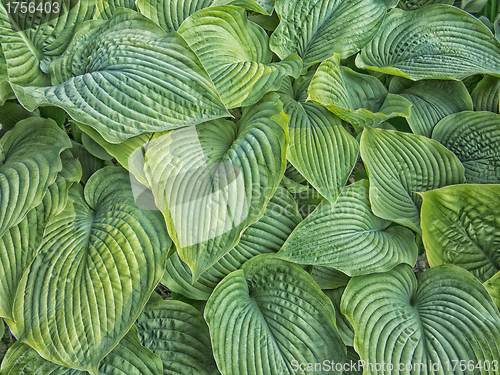 Image of Hosta background