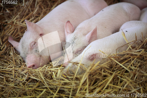 Image of Three little pigs