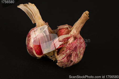 Image of Garlic bulb
