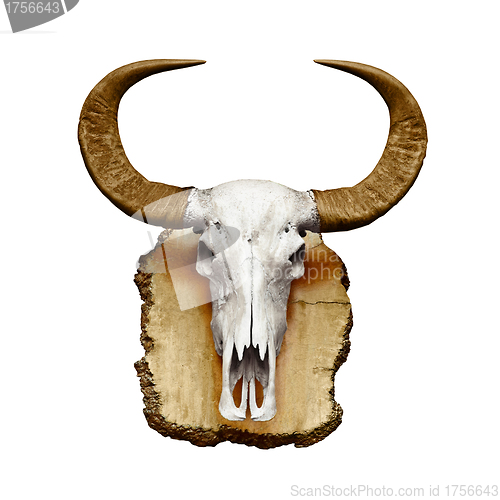 Image of Bull skull with horns on white