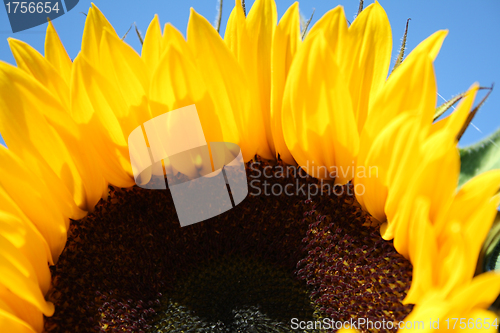 Image of mature sunflower