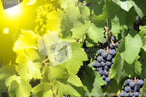 Image of green leaves and blue grapes