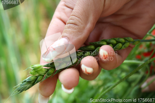 Image of nails